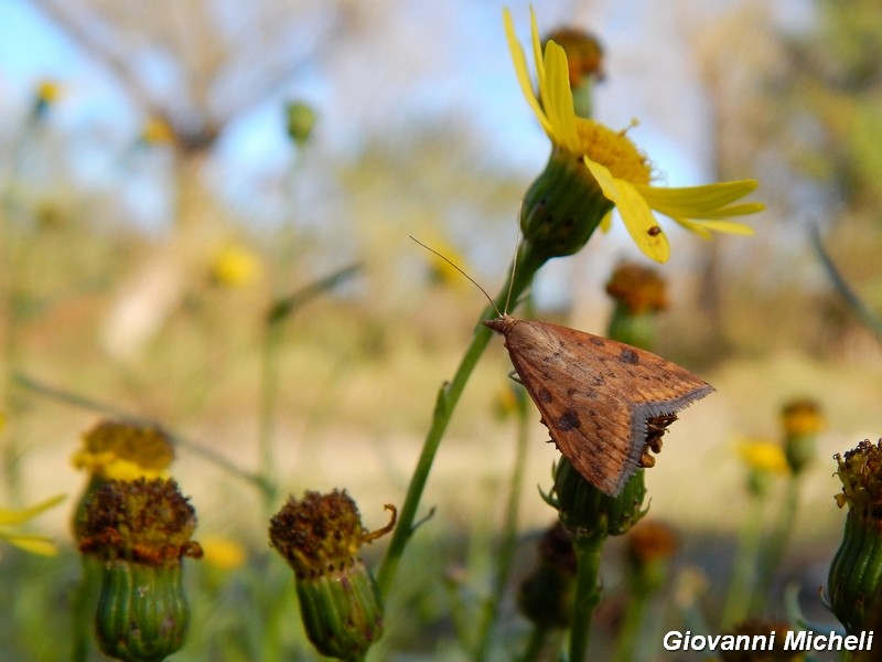 La vita in un fiore (Senecio inaequidens)